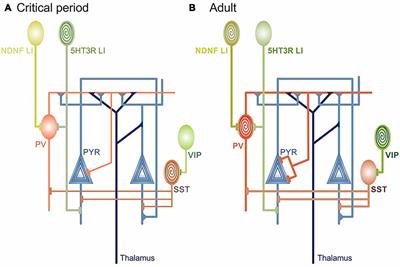 Stability in the Face of Change: Lifelong Experience-Dependent Plasticity in the Sensory Cortex